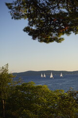 Sailboats on the water with trees in the foreground on a sunny day