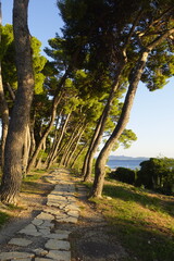 Stone pathway through a lush forest of tall trees leading to the sea