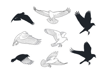 Fototapeta premium A collection of different bird silhouettes in flight showing various poses and wing positions.