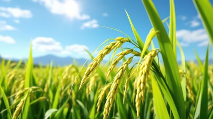 Golden Rice Paddy Field Under a Bright Blue Sky.