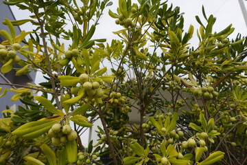 Close-up of a tree with green leaves and small, round fruits