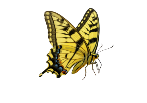 Isolated Eastern tiger swallowtail butterfly on display with wings up, detailed, colorful