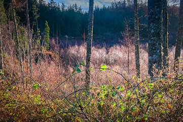 A sunny, winter HDR landscape image of a dew filled woodland near loch Sunart on Ardnamurch in Scotland.