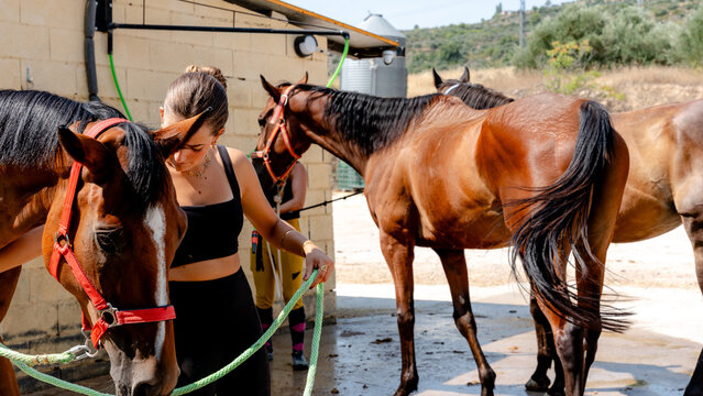 Taking care of horses and organizing stable activities