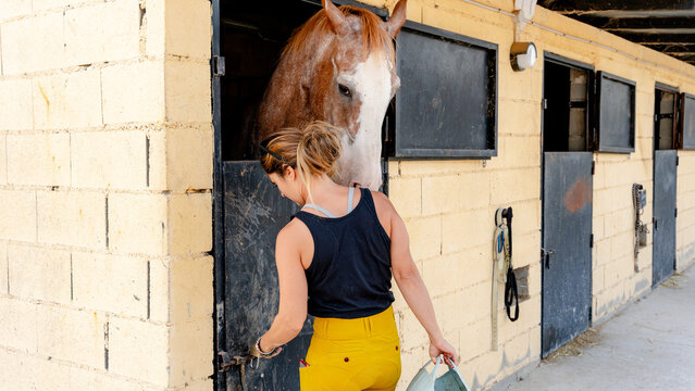 Horse care in an organized stable environment