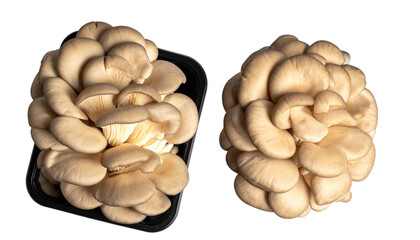 Two variations of indoor oyster mushroom DIY kit isolated on transparent background