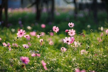 A beautiful field of pink and white daisies blossoms under a blue summer sky