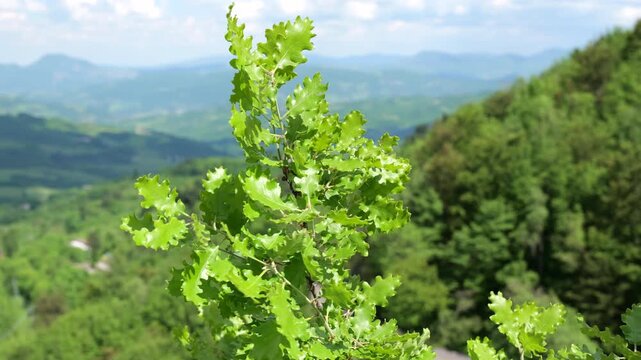 Particolare di Piante mosse dal vento