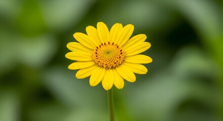 A vibrant yellow daisy flower in full bloom against a soft, blurred green background. A beautiful close up of a single wildflower in nature.