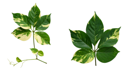 Two variations of Turtle Vine (Bolivian Jew) artistic plant focus isolated on transparent background