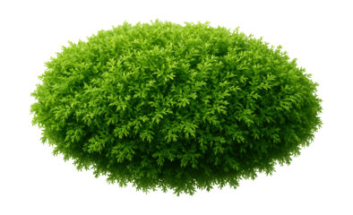 Vibrant green moss featuring small, leaf-like elements and a thick, cushiony texture.
