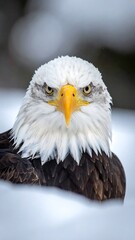 Fototapeta premium Portrait of an eagle in snow