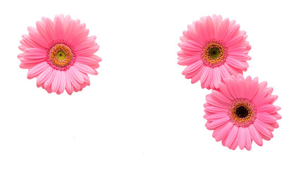 Vibrant pink daisies on white backdrop isolated on transparent background