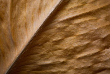 Macro view of brown leaf texture in close detail