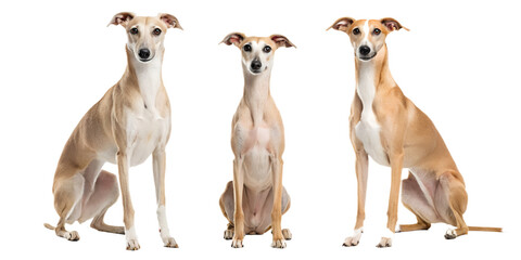 Realistic Greyhounds and Whippets PNG Set &ndash; Isolated on Transparent Background