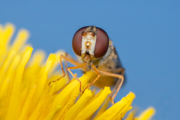 Hoverfly on Yellow Flower Against Bright Blue Sky