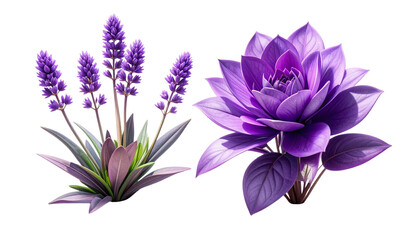 Violet flower cluster and stem isolated on transparent background
