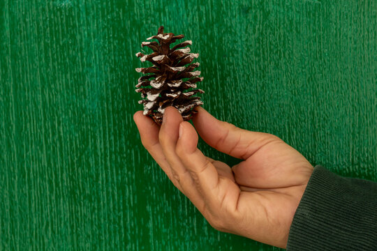 holding pine cones as Christmas decorations on a green background