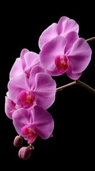 Fototapeta premium Beautiful pink orchids with vibrant petals against a black background showcasing nature's elegance and detail in spring bloom