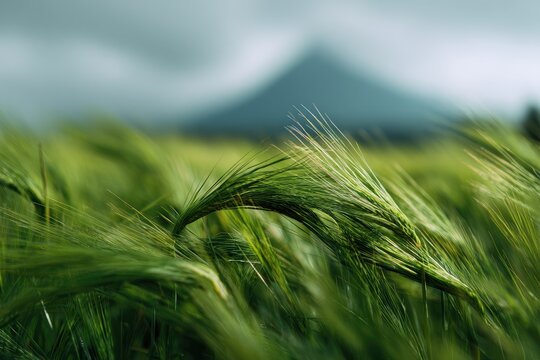 Close-up of wind-swept green field, hazy mountain backdrop beneath overcast skies - Powered by Adobe