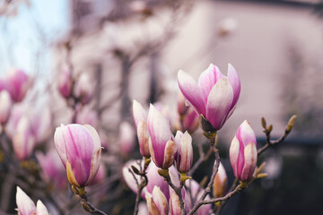 Obraz premium Magnolia flowers outdoors close up, idea of a springtime coming