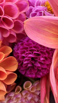 close up of pink, purple, orange and yellow dahlia flower petals in mobile phone background format