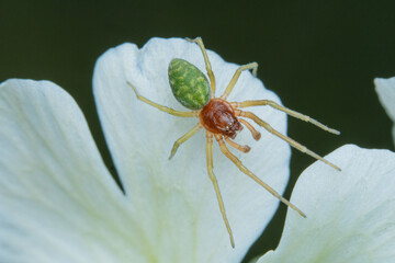 Green Spined Spider On White Flower Petals In Nature
