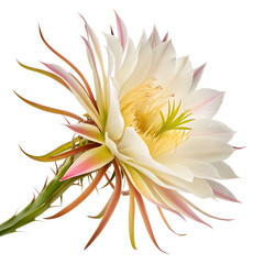 Dragon fruit flower