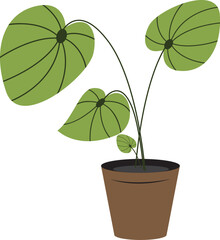 green plant in pot. House green leaf plant growing in planter. potted houseplant. interior indoor decoration plant. decorative indoor green plant