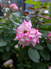 Pink rose white rose garden flower soft light natural background macro petal bloom foliage dew botanical spring outdoor closeup romantic delicate