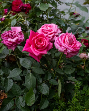 Vibrant pink rose bloom fresh petal detail lush green leaf garden shrub natural light floral beauty romantic mood summer season dew drop