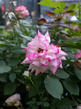 Pink rose white rose garden flower soft light natural background macro petal bloom foliage dew botanical spring outdoor closeup romantic delicate