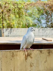 Fototapeta premium dove on the stone