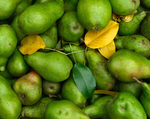A background of freshly harvested organic pears. Close up.
