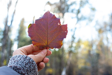 Woman's Hand Holding a Red Autumn Leaf Outdoors. The onset of cold weather