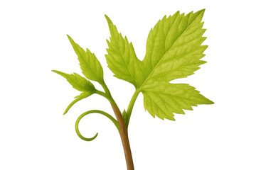 Fototapeta premium Fresh green vine acquiring growth with new leaves and a curling tendril, expanding on transparent background