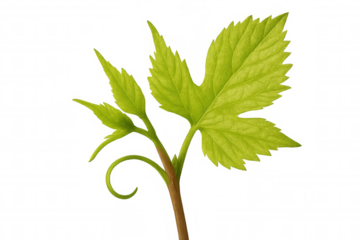 Fresh green vine acquiring growth with new leaves and a curling tendril, expanding on transparent background