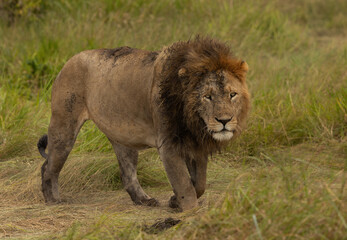 Portrait of a male lion walking in the grasses, Masai Mara, Kenya