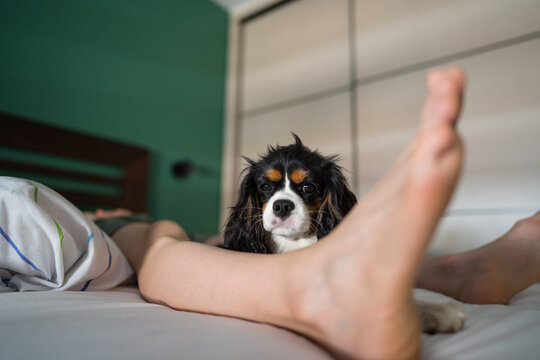 Person and his dog peacefully napping on a cozy bed