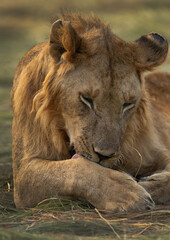 A male lion cleaning its paw at Masai Mara, Kenya