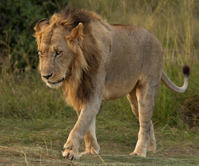 A pair of male lion seperated from Rongai pride, Masai Mara, Kenya