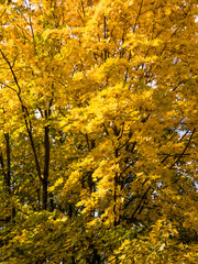 A large tree with yellow leaves against a blue sky