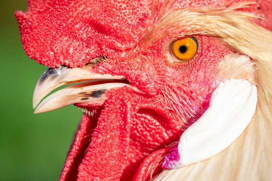 Close-up of a vibrant rooster with intense gaze