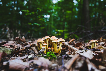 Group of small mushrooms among fallen leaves