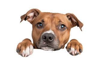 Obraz premium A close-up of a brown dog with soulful eyes, looking curiously from a white isolated background.