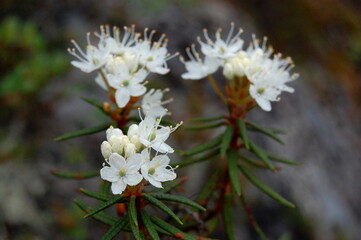 Snow-white wild rosemary flowers in the forest on a summer day.