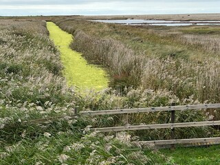 Beautiful landscape of nature reserve marshland with grasses fencing and algae colour water rivelet streams conservation coast area for wildlife in Cley Norfolk uk with grey Autumn sky walk to beach
