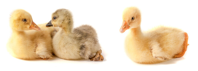 two little gosling isolated on white background