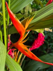 Heliconia flower