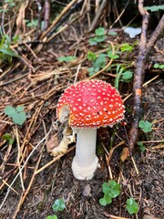 A vibrant red mushroom with white dots (amanita muscaria)